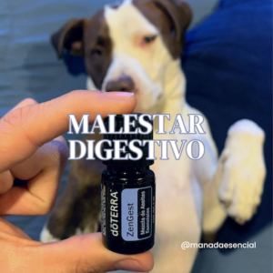 Receta malestar digestivo mascotas